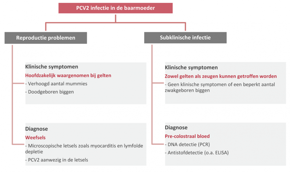 Verschillende uitkomsten van een PCV2 infectie in de baarmoeder