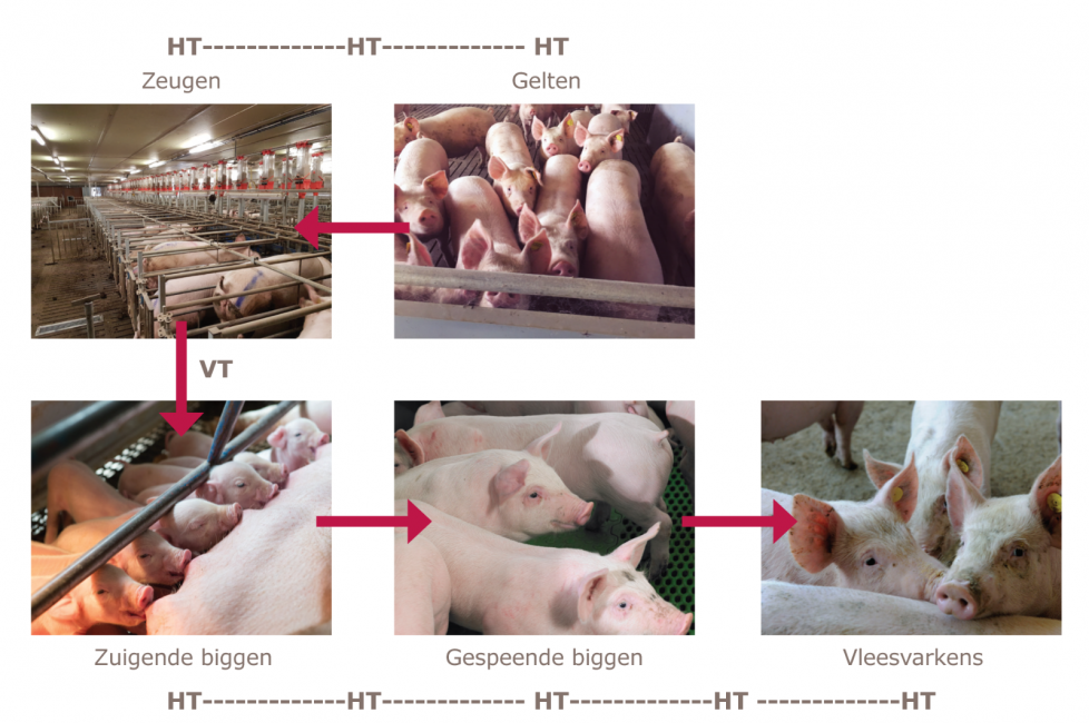 Horizontale transmissie (HT) en verticale transmissie (VT) van het Circovirus in een varkensbedrijf