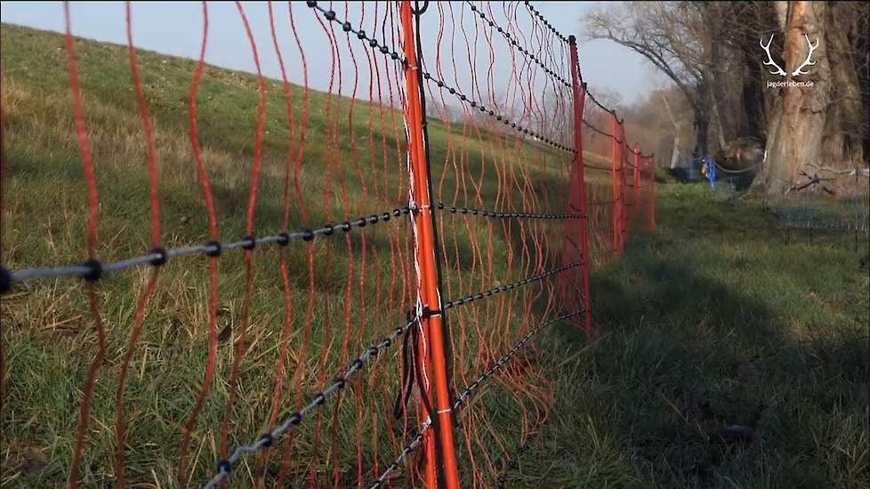 Afrikanische Schweinepest | Was passiert bei Ausbruch der Seuche? | ASP-Zaun in Brandenburg