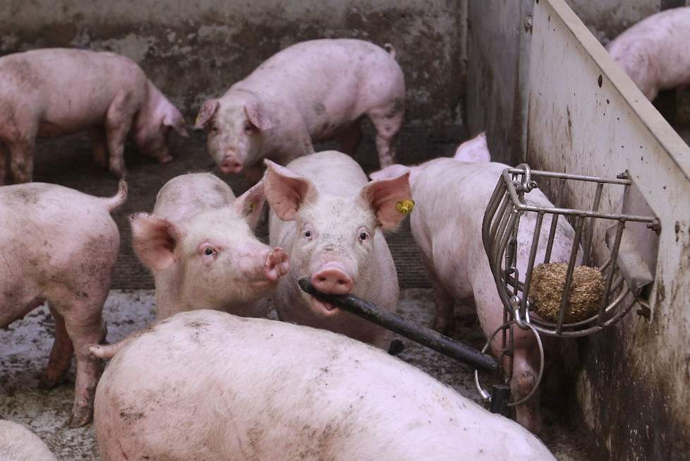 Thema-avond Pig Business Fokkerij 2020 in Dalfsen