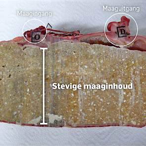 Maag met grove vezels in het voer Deze varkensmaag is helemaal gevuld met een stevige vezelachtige inhoud. Het vocht is mooi verdeeld over de hele maag. Op deze manier blijft de maagwand beschermd en krijgen ontstekingen geen kans. Bovendien blijft het vo