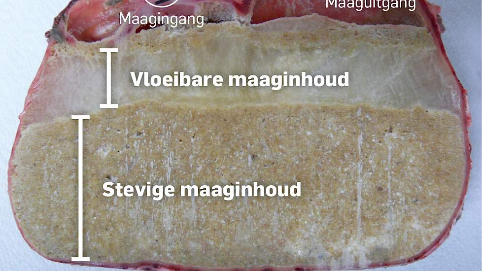 Maag met fijngemalen voer Bij deze bevroren varkensmaag is duidelijk te zien dat een deel van de maaginhoud zeer vloeibaar is. Dit komt doordat fijngemalen grondstoffen het vocht niet goed kunnen binden. Het vloeibare gedeelte kan de maagwerking verstoren