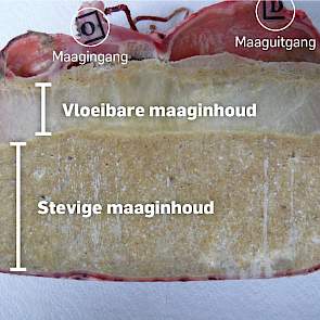 Maag met fijngemalen voer Bij deze bevroren varkensmaag is duidelijk te zien dat een deel van de maaginhoud zeer vloeibaar is. Dit komt doordat fijngemalen grondstoffen het vocht niet goed kunnen binden. Het vloeibare gedeelte kan de maagwerking verstoren