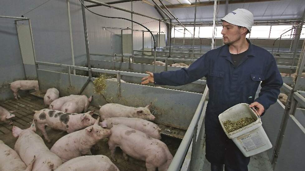 1 ster beter leven, daglicht, varkensstal, varkens, brijvoer, luzerne