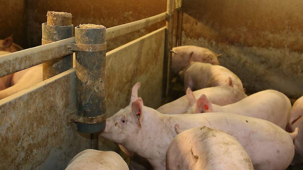 „Je kunt wel topresultaten willen halen, maar als de basis al niet goed is dan haal je die niet”, legt de varkenshouder uit. „Voor topresultaten moet je met een goede big van start gaan. Aangezien wij de biggen kopen, zijn wij afhankelijk van de vermeerde