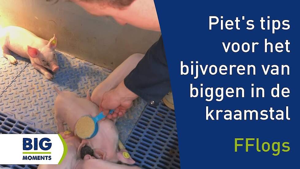 Piet's tips voor het bijvoeren van biggen in de kraamstal