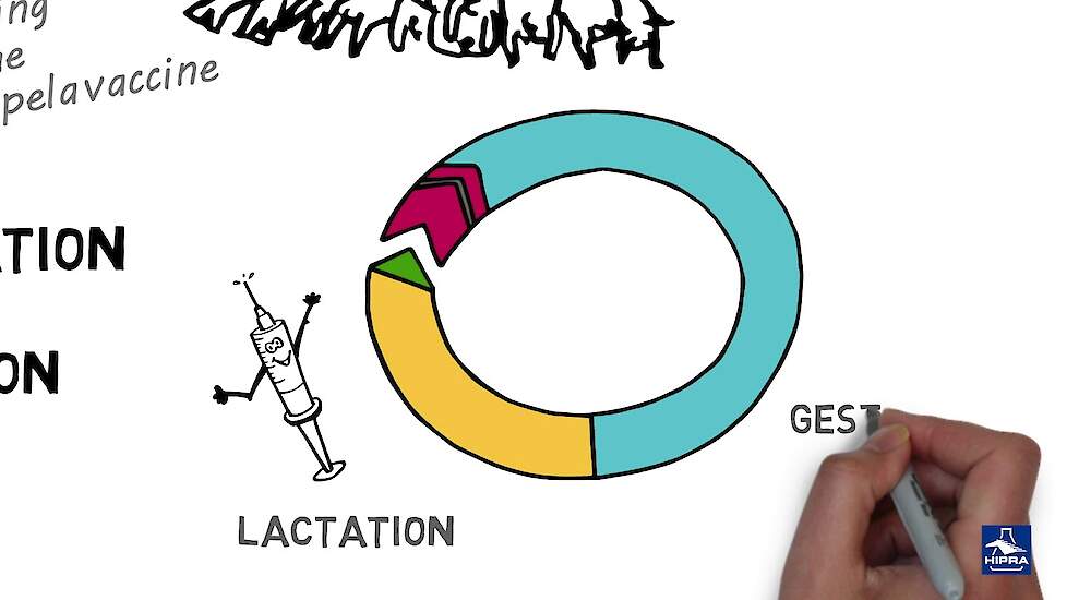 PRRS - Immunisatie