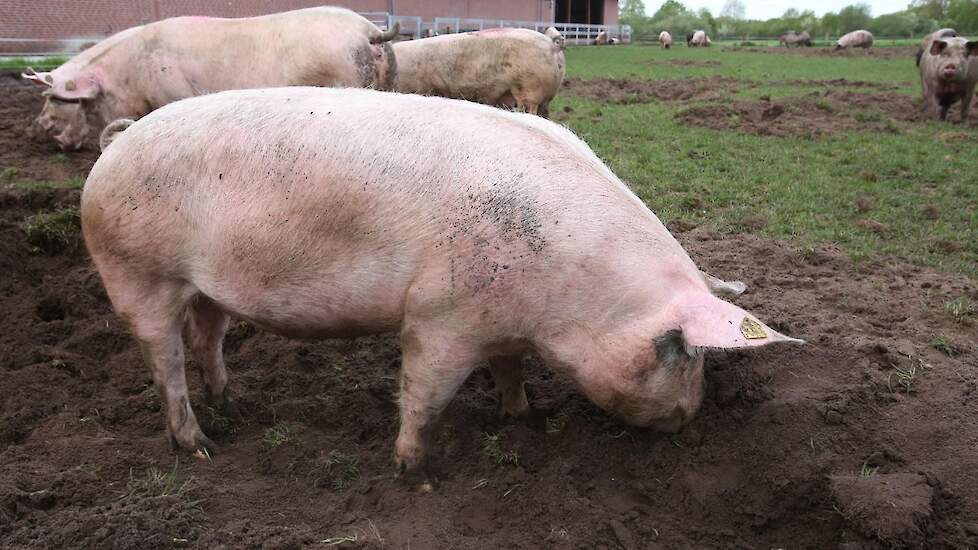 Gerrit vervolgt: „Daarnaast wil je als biologische varkenshouder ook niet te veel biggen en daarom is de TN50 wel geschikt. Het laatste voordeel is dat de zeug iets vetter is dan bijvoorbeeld Topigs TN70. Dat is met de uitbetaling gunstig omdat de trend n