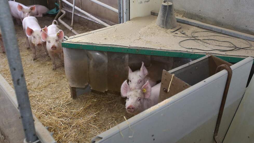 De biggen blijven nu nog tien weken in de kraamopfokhokken, waarna ze dan gelijk naar de vleesvarkensstal gaan. Als de verbouwde biggenhokken klaar zijn, dan gaan de gespeende biggen na minimaal acht weken naar de biggenopfokstal.