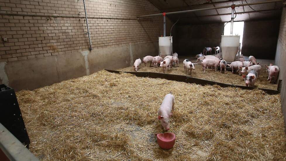 Bij de vleesvarkens wordt gebruik gemaakt van grote groepshokken. Deze kunnen aangepast worden aan de leeftijd/grootte van de varkens om zo het mestgedrag goed te kunnen sturen.