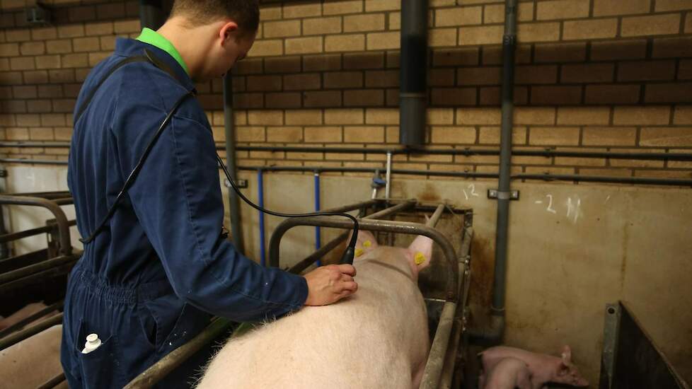 De reden van de GMI-metingen is dat ABZ regelmatig een tweedeworpsdip bij klanten zag, vertelt Theo ter Maaten, voerspecialist varkens bij ABZ Diervoeding. „Gelten komen vaak al met een bovengemiddelde spierlaag aan in de stal. Daarna groeit de spierlaag