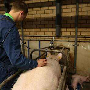 De reden van de GMI-metingen is dat ABZ regelmatig een tweedeworpsdip bij klanten zag, vertelt Theo ter Maaten, voerspecialist varkens bij ABZ Diervoeding. „Gelten komen vaak al met een bovengemiddelde spierlaag aan in de stal. Daarna groeit de spierlaag