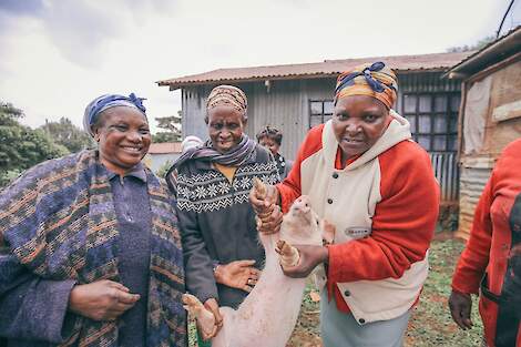 Niet alleen Irene is bezig met varkens houden. Overal in Kenia zijn er kleine boerderijtjes. Overigens ook grote bedrijven. Zelfs Big Dutchmen is actief in Kenia.