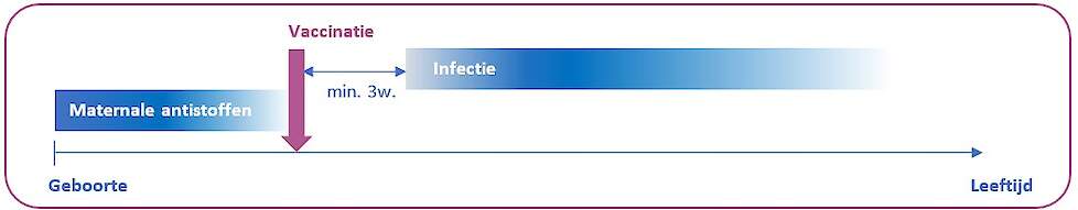 Het optimale PCV2 vaccinatietijdstip bij biggen