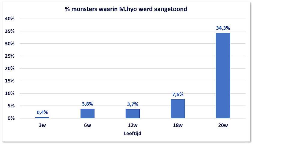 Figuur: Percentage monsters waarin M.hyo werd aangetoond op 3, 6, 12, 16 en 20 weken leeftijd.