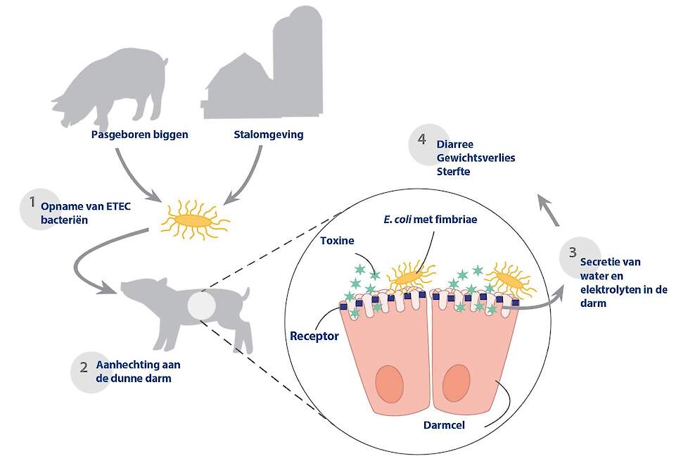 Ontwikkeling van geboortediarree door enterotoxigene E. coli