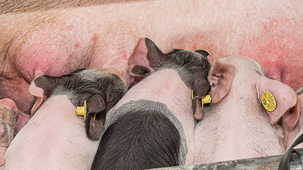 Na het werpen krijgen de zeugen Premium Lacto Comfort. Dit is een lactatie-voer met een hoog aandeel lysine. Dit zorgt ervoor dat de zeug voldoende melk kan geven voor het aantal biggen dat erbij ligt. De hoeveelheid voer die de zeugen krijgen, wordt bepa