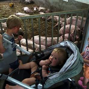 De vleesvarkens zijn opvallend rustig. Blijkbaar zijn ze vreemde mensen gewend.