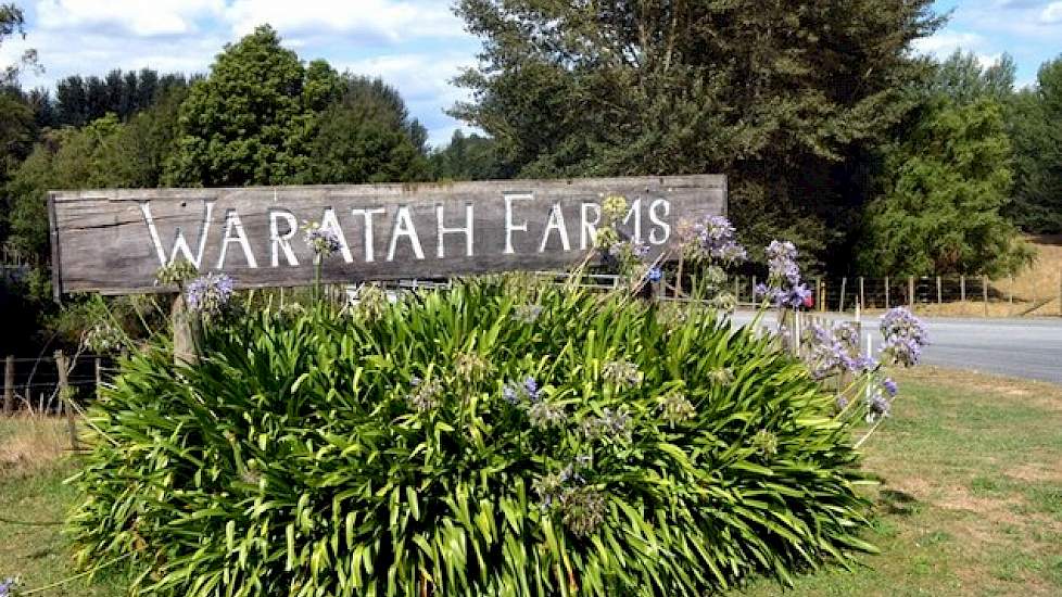 Waratah Farms is een van de grote boerderijen in de omgeving van het dorpje Otorohanga.