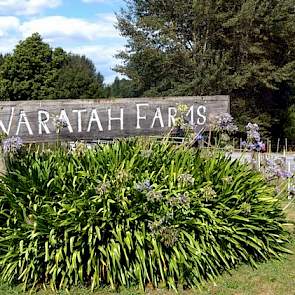 Waratah Farms is een van de grote boerderijen in de omgeving van het dorpje Otorohanga.