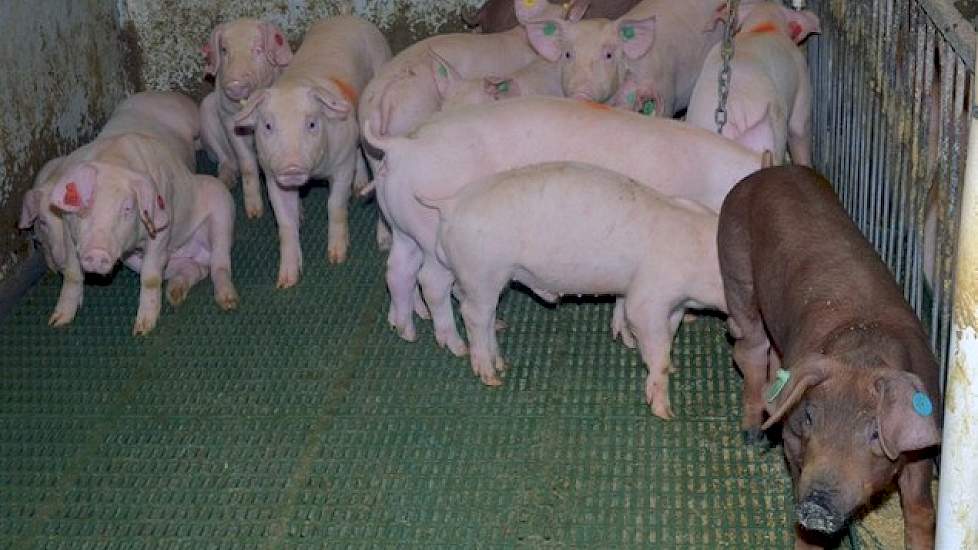 Waratah Farms heeft de Yorkshire foklijn vooral vanwege de moederkwaliteiten, het gemiddelde groeigewicht per dag en de magerheid. Duroc is voor hen belangrijk voor spierdikte of spier/vet verhouding en de goede voederconversie. De resultaten bij de vlees