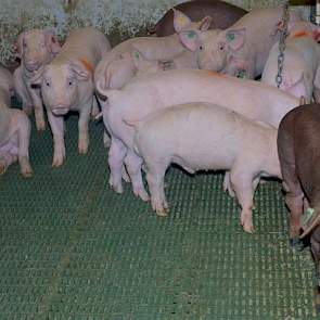 Waratah Farms heeft de Yorkshire foklijn vooral vanwege de moederkwaliteiten, het gemiddelde groeigewicht per dag en de magerheid. Duroc is voor hen belangrijk voor spierdikte of spier/vet verhouding en de goede voederconversie. De resultaten bij de vlees