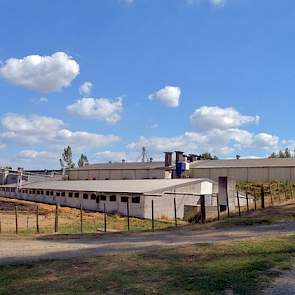 Naast 1.000 melkkoeien huisvest het bedrijf 1.300 zeugen, heeft het ruim 10.000 vleesvarkensplaatsen en 365 hectare grond. Het bedrijf is eigendom van Bindi Ground en werd vijftig jaar geleden met enkele zeugen opgezet.