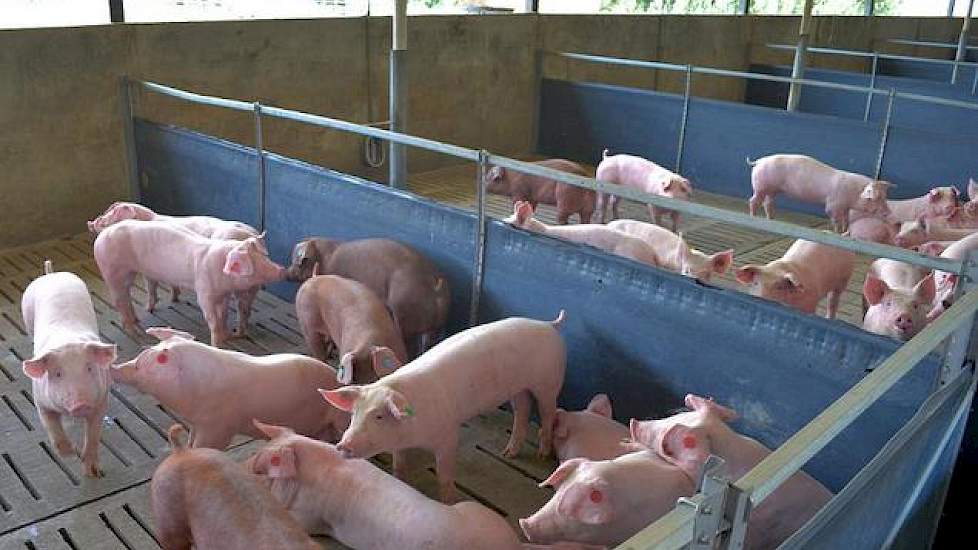 De vleesvarkens krijgen voldoende ruimte in stallen met veel daglicht en frisse lucht. Af en toe krijgen ze een handvol hooi. Ze liggen er rustig en droog bij en ogen zeer gezond.