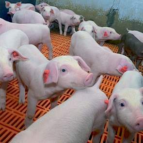 Biggen en vleesvarkens worden niet geselecteerd op gewicht, maar in sociale groepen ingedeeld. Dit om teveel stress en verspreiding van ziekten te voorkomen en het is minder arbeidsintensief.