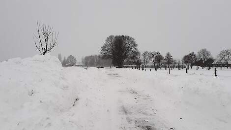 Sneeuwstorm belemmert aanvoer van slachtvarkens bij Danish Crown