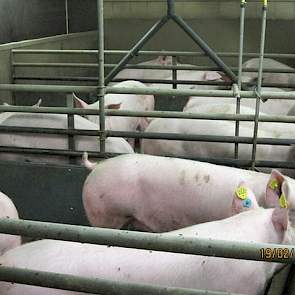 Het bedrijf verzorgt zelf de geltenopfok. Al decennialang heeft het bedrijf geen varkens meer aangevoerd van buitenaf.