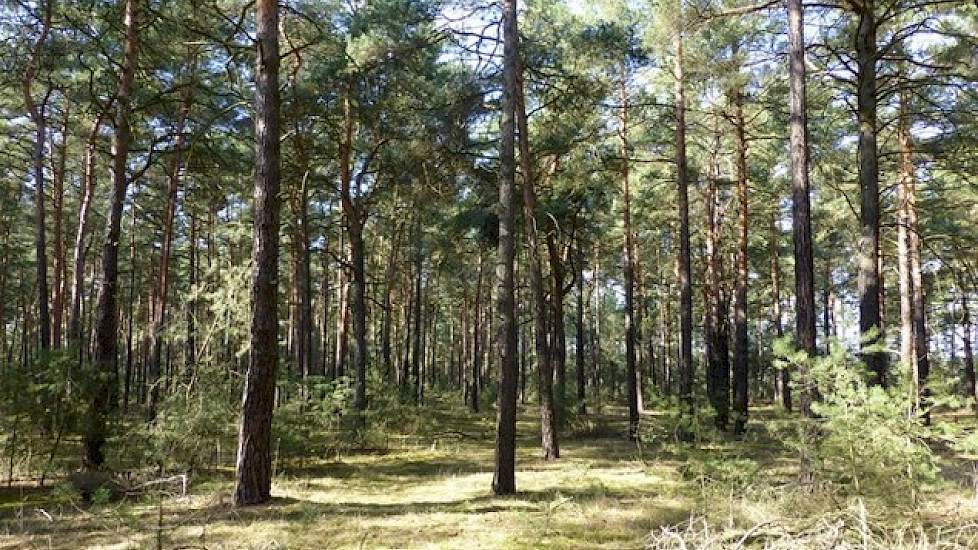 Bolart ligt midden in een bos van naaldbomen. In 2004 hebben beide ondernemers de 530 hectare bos gekocht. Het bos wordt nu voor productiehout gebruikt en om te jagen. Ook dit hebben de voormalig Nederlanders helemaal uitbesteed.