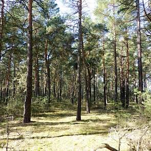 Bolart ligt midden in een bos van naaldbomen. In 2004 hebben beide ondernemers de 530 hectare bos gekocht. Het bos wordt nu voor productiehout gebruikt en om te jagen. Ook dit hebben de voormalig Nederlanders helemaal uitbesteed.