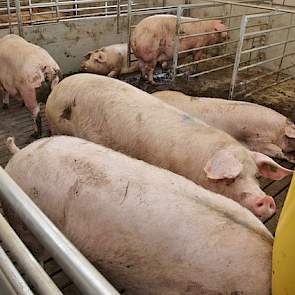 John en Jack Theelen hebben op hun subfokbedrijf het Fins Landras als moederlijn dat wordt geïntegreerd tot de Topigs N-lijn. De Topigs 20-gelten zijn een kruising tussen deze moederlijn en de GY-vaderlijn.