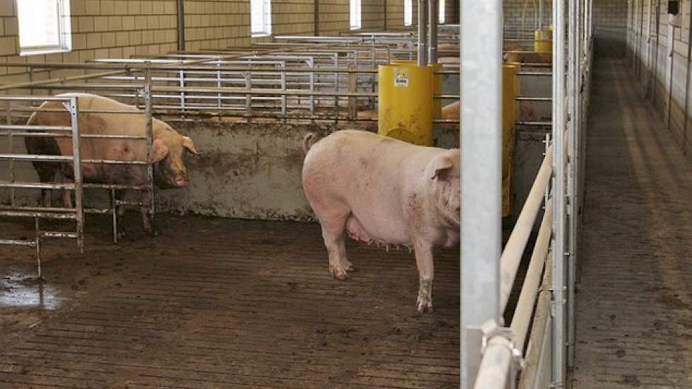 Direct na het spenen gaan de zeugen weer in de groep. Ze krijgen ineens meer ruimte na het spenen en hebben voor het insemineren de stress om zich in de groep aan te passen en niet erna. Dat doen ze al jaren met succes en het aantal terugkomers blijkt daa