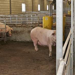 Direct na het spenen gaan de zeugen weer in de groep. Ze krijgen ineens meer ruimte na het spenen en hebben voor het insemineren de stress om zich in de groep aan te passen en niet erna. Dat doen ze al jaren met succes en het aantal terugkomers blijkt daa