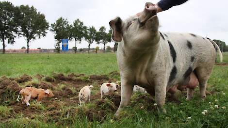 Rara hoe kan dat, goedkoper vlees maar meer winst voor de biologische varkenshouder?