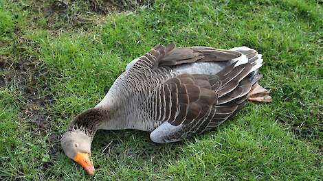 LNV wil kunnen ruimen als vogelgriep op varkens overslaat