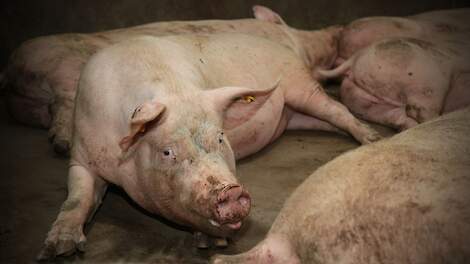 Danbred gaat fokken op levensduur zeugen