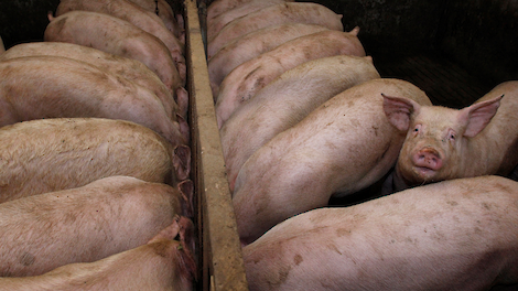 Steeds voer in de bak essentieel voor gezondheid varkens