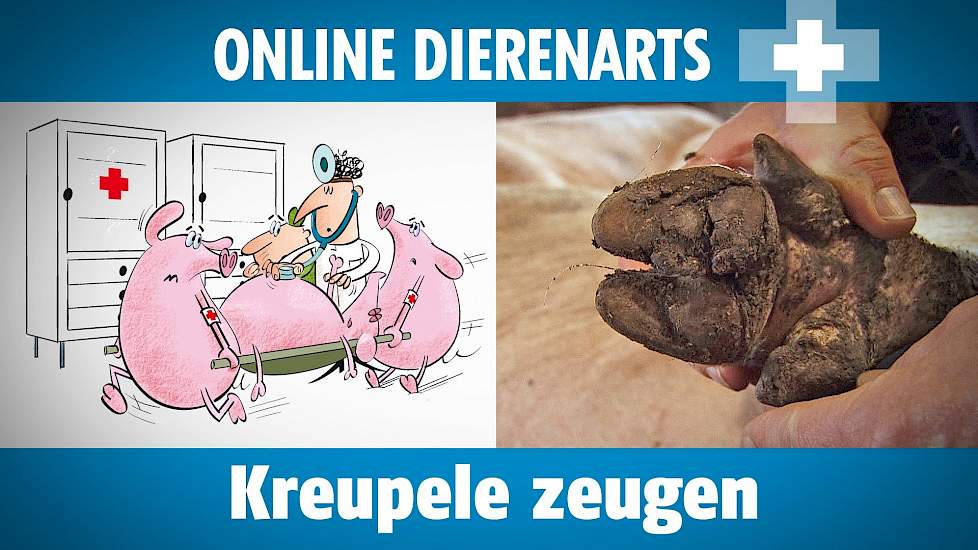 Online dierenarts: Kreupele zeugen