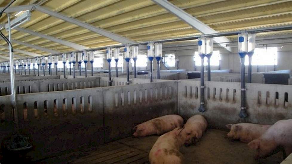 De zeugenafdelingen hebben een extra koelmogelijkheid met lamellen waar water doorheen stroomt. Op extreem zomerse dagen kan Van Asseldonk de ramen openzetten. De stal is uitgerust met veel grote ramen die volledig open kunnen. Het is ook meteen het enige