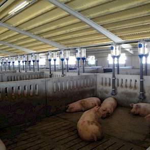 De zeugenafdelingen hebben een extra koelmogelijkheid met lamellen waar water doorheen stroomt. Op extreem zomerse dagen kan Van Asseldonk de ramen openzetten. De stal is uitgerust met veel grote ramen die volledig open kunnen. Het is ook meteen het enige