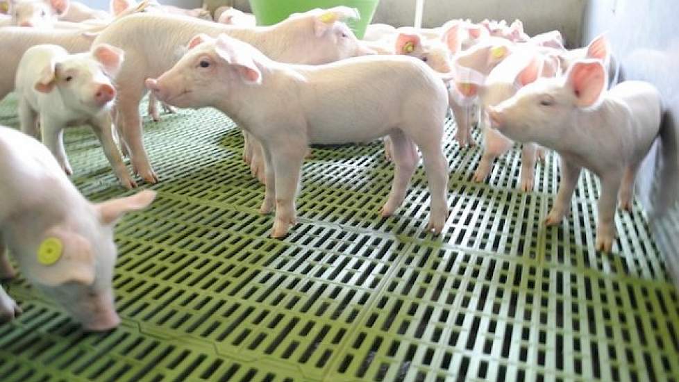 De biggen levert hij op een gewicht van 20 kg af aan een vaste binnenlandse handelaar die ze bij meerdere Spaanse mesters afzet. De genetica is Topigs 20 X Duitse Pietrain.