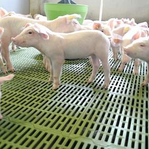 De biggen levert hij op een gewicht van 20 kg af aan een vaste binnenlandse handelaar die ze bij meerdere Spaanse mesters afzet. De genetica is Topigs 20 X Duitse Pietrain.