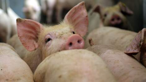 Veelvoorkomende Hepatitis E bij varkens goed te beperken met hygiënemaatregelen