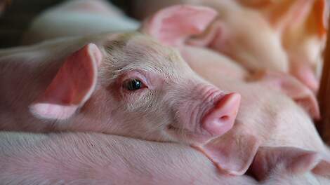 Zorgeloos varkens houden