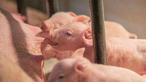 Geavanceerde monitoring ontrafelt de geheimen van het moederinstinct