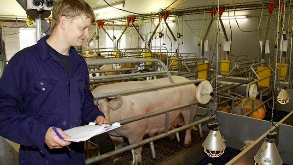 Gertjan (27) kwam in de maatschap toen hij 19 jaar was. Daarna kregen ze de vergunning om het bedrijf uit te breiden van 300 naar 500 zeugen. „Zonder één opfokzeug aan te kopen", zegt Gertjan. De afgelopen anderhalf jaar is het bedrijf uitgebreid van 500