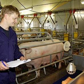 Gertjan (27) kwam in de maatschap toen hij 19 jaar was. Daarna kregen ze de vergunning om het bedrijf uit te breiden van 300 naar 500 zeugen. „Zonder één opfokzeug aan te kopen", zegt Gertjan. De afgelopen anderhalf jaar is het bedrijf uitgebreid van 500